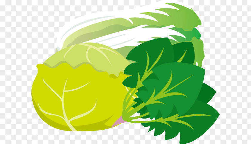 Cabbage Greens Illustration Napa Bargli Sabzavotlar PNG