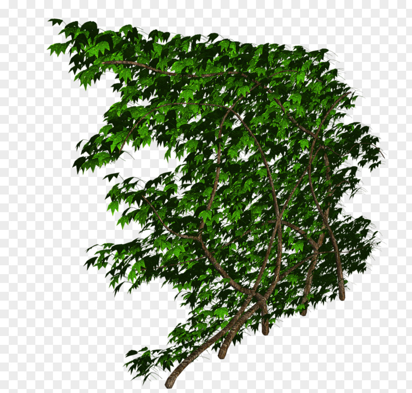 Evergreen Shrub Grass PNG