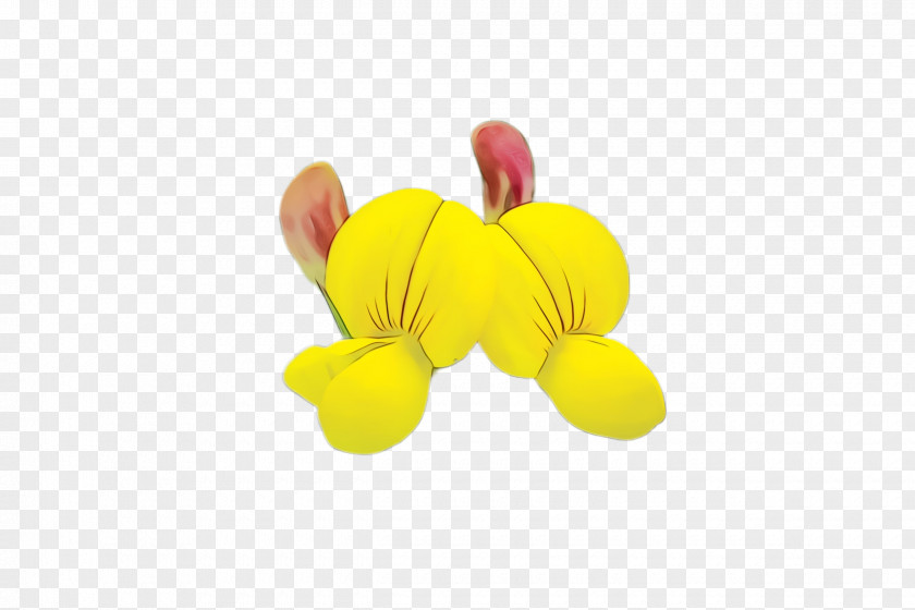 Flower Plant Yellow Petal PNG