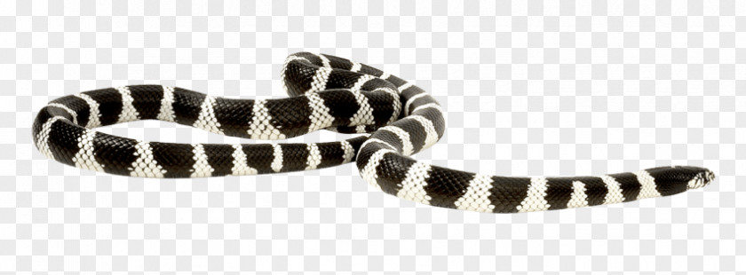 Lagarto Snakes Reptile Clip Art Image PNG