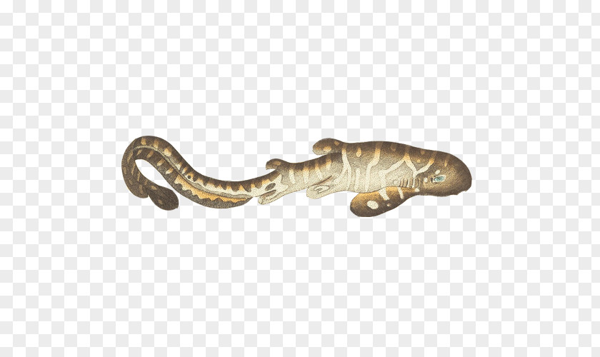 Salamander Hand Painting Material Picture Zebra Shark Leopard Fish Spurdog PNG