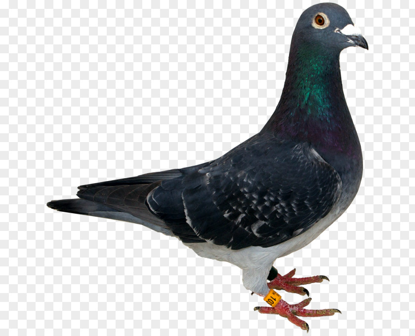 Bird Racing Homer Homing Pigeon Antwerp Smerle Stock Dove PNG