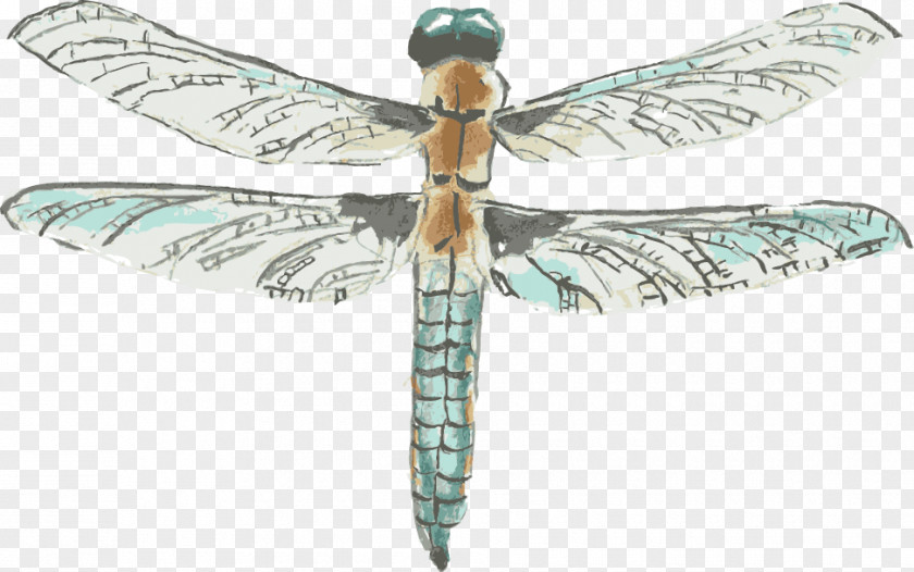 Drawing Vector Dragonfly Watercolor Painting PNG