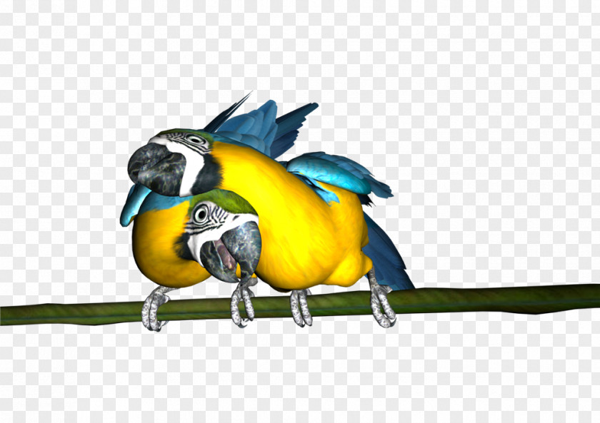 Feather Macaw Parakeet Beak Fauna PNG
