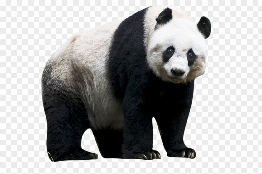 Red Panda The Giant Bear PNG