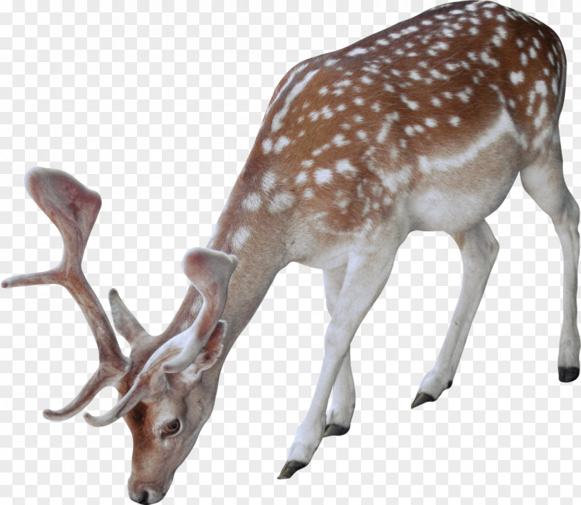 Snow White-tailed Deer Animal PNG