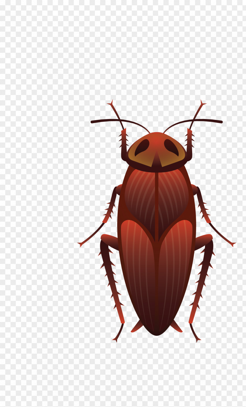 Vector Red Cockroach Pest Insect Wing Bee Butterfly PNG