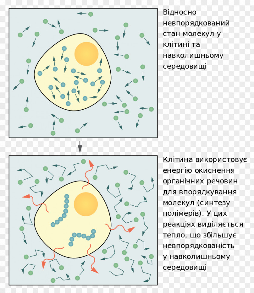 Work Molecular Biology Of The Cell Essential Organism Thermodynamics PNG