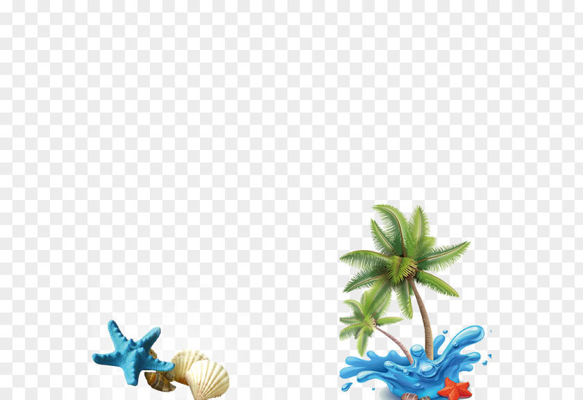Palm Starfish Coconut Water Arecaceae Illustration PNG