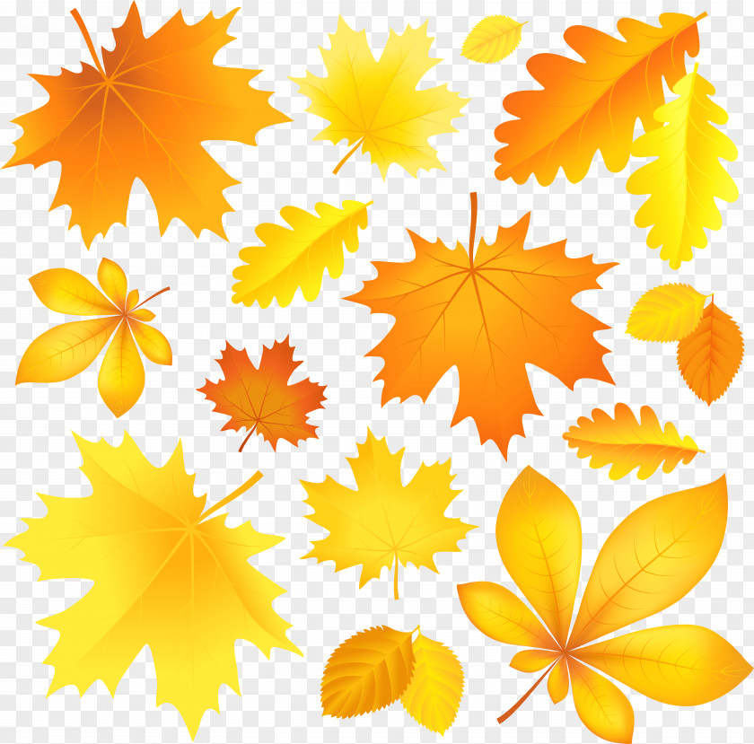 Transparent Fall Leaves Picture Autumn Leaf Color Clip Art PNG