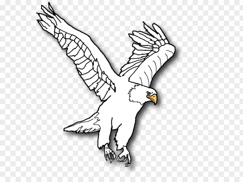 Eagle Bald Line Art Clip PNG