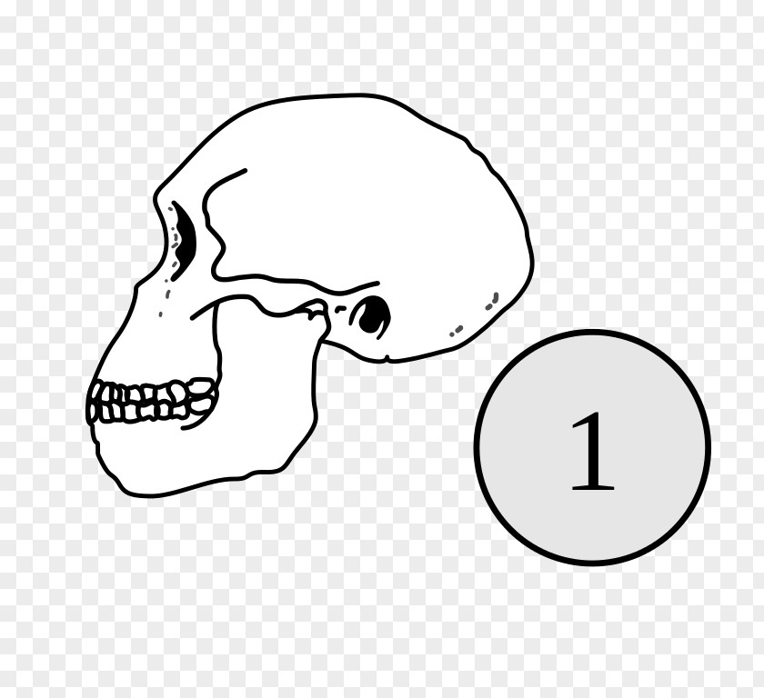 Eye Mammal Homo Habilis Sapiens Drawing Peking Man PNG