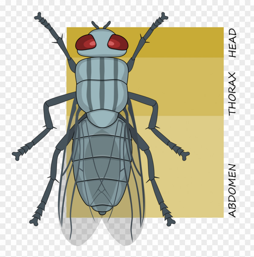 Insect Tagma Segmentation Metamerism Morphology PNG