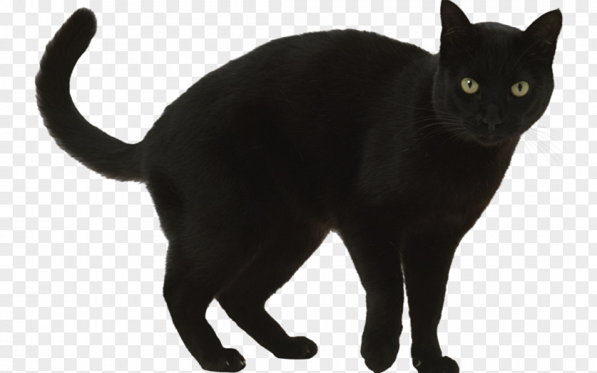 Kitten Black Cat Bombay Burmese Korat European Shorthair PNG