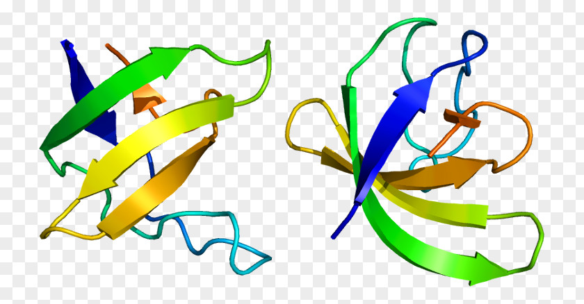 Protein SRGAP3 Wikimedia Commons Human Free Content PNG