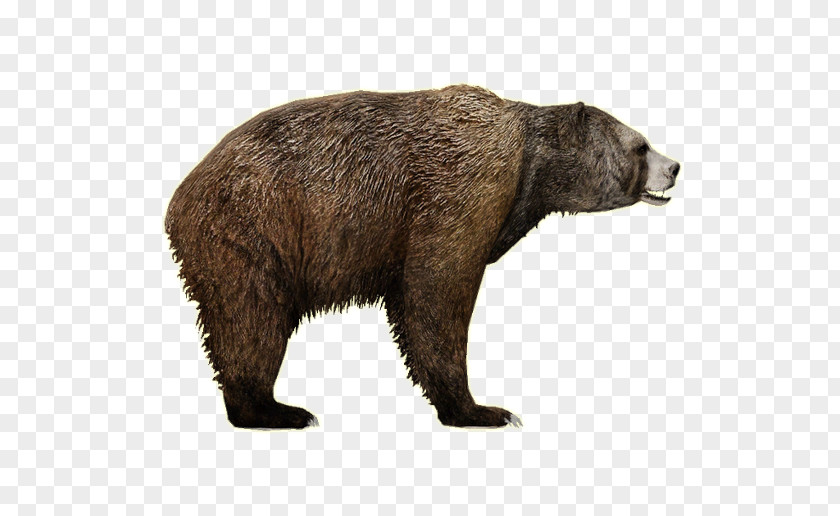 Side By Male Bear Polar American Black Short-faced Bears PNG
