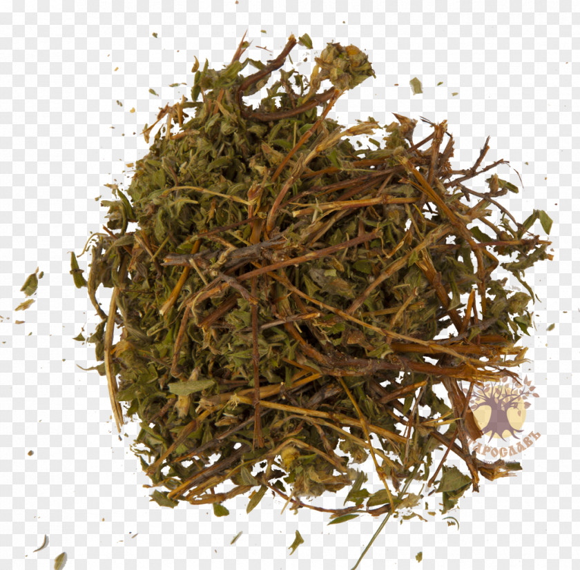 Tea Nilgiri Hōjicha The Incredible Spice Men Green PNG