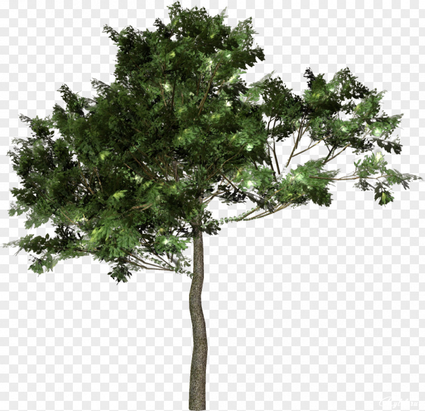 Tree Forest Clip Art PNG