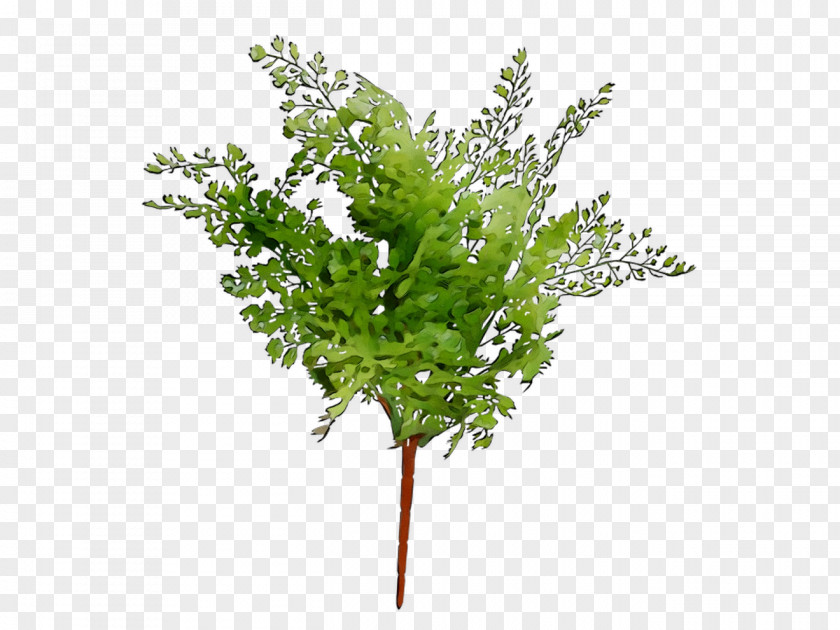 Twig Plant Stem Leaf Herb Plants PNG