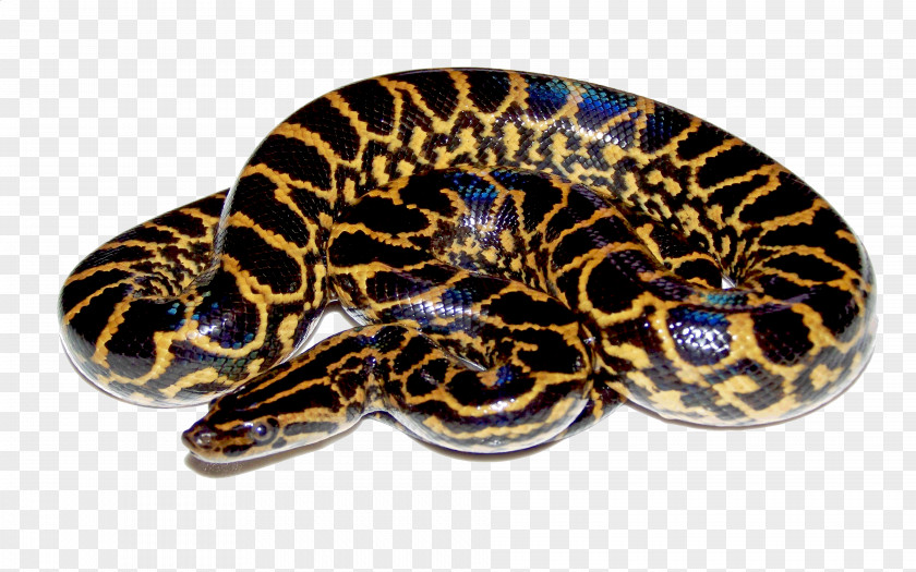 Anaconda HD Green Snake Yellow PNG