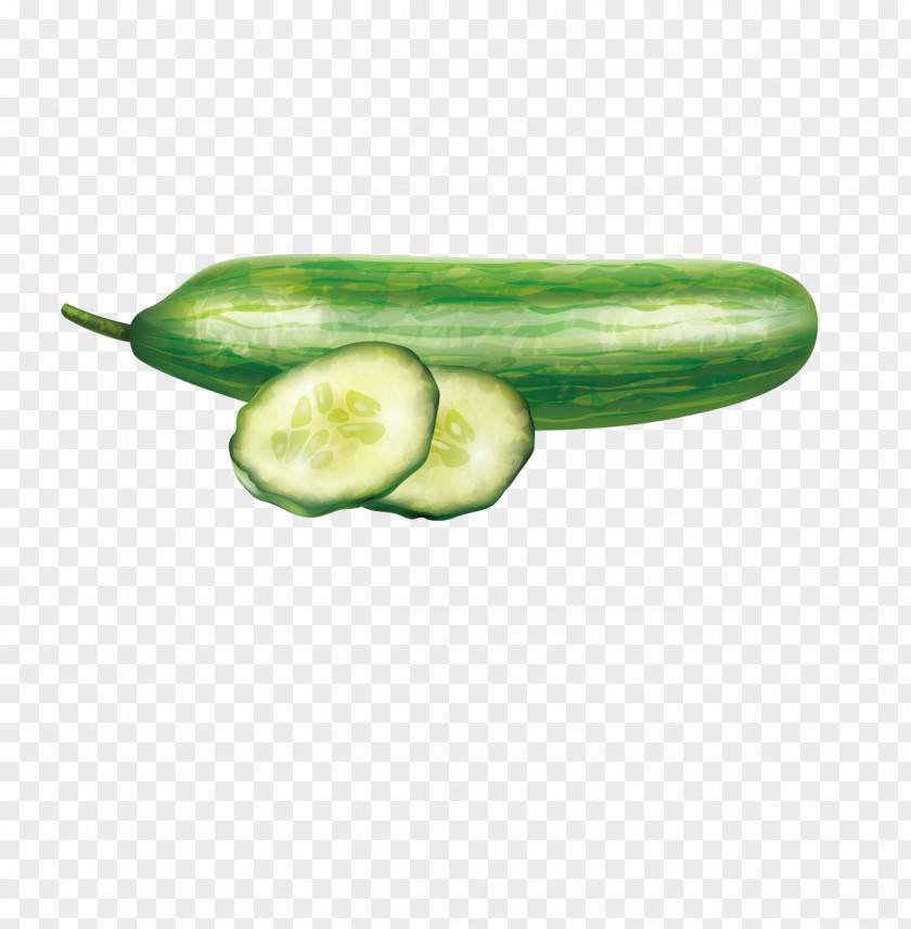 Cucumber And Slices Vector Material Slicing Vegetable Computer File PNG