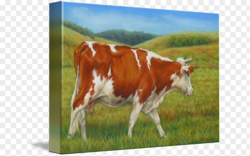 Dairy Cattle Calf Pasture Painting PNG