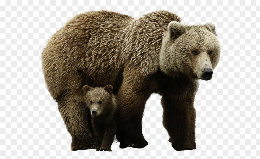 Mother And Son Brown Bear Polar PNG