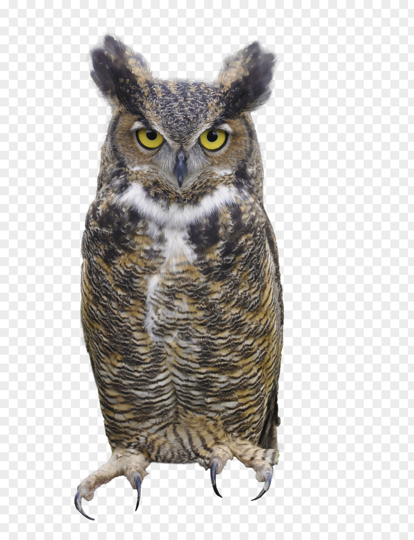 Owl Great Horned Eurasian Eagle-owl PNG