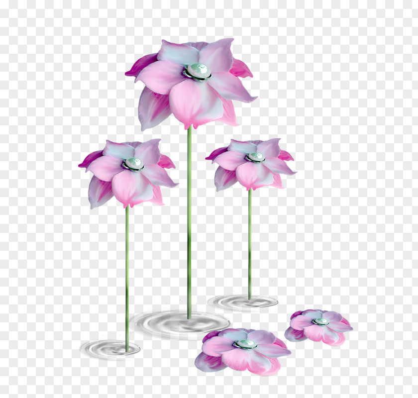 Plant Flowers Allah Flower Rose Durood Floral Design PNG