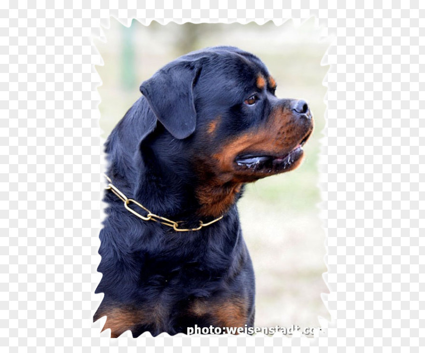Puppy Rottweiler Dog Breed Group (dog) Snout PNG
