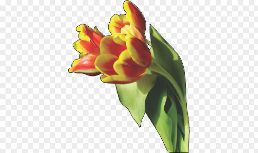 Tulip Flower Clip Art PNG