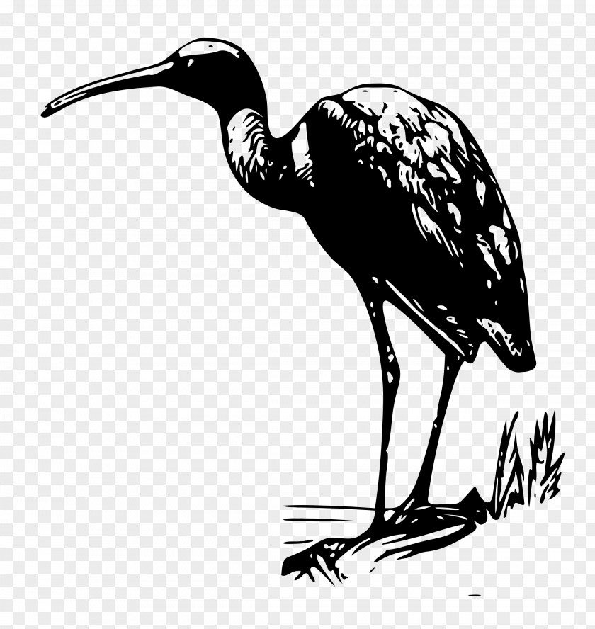 Whooping Crane Ciconiiformes Bird Line Drawing PNG