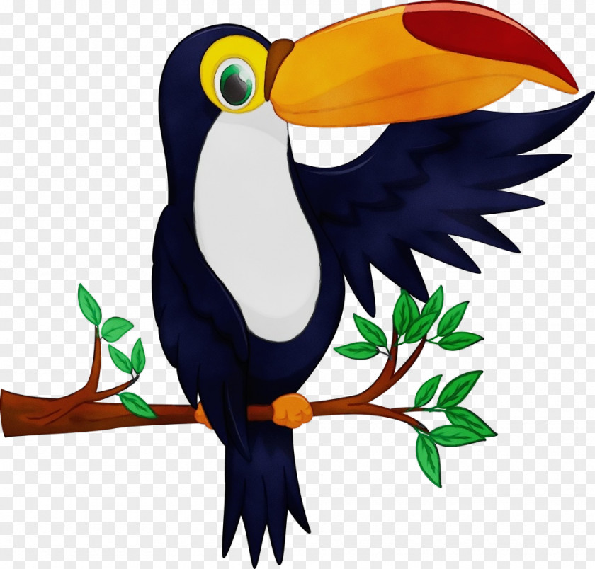 Bird Toucan Beak Piciformes PNG
