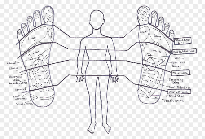 Horizontal Line Stories The Feet Can Tell Thru Reflexology Foot Human Body Hand PNG