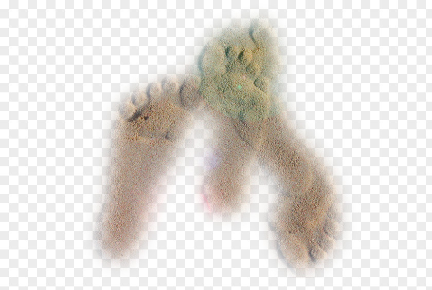 Horse Fur Dog Kitten Vertebrate PNG