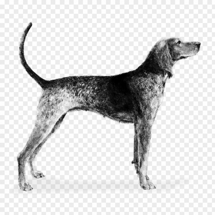 Plott Hound English Foxhound Treeing Walker Coonhound American PNG