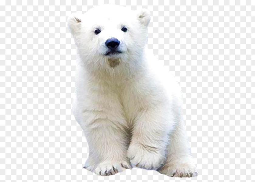 Polar Bear Arctic Brown Clip Art PNG
