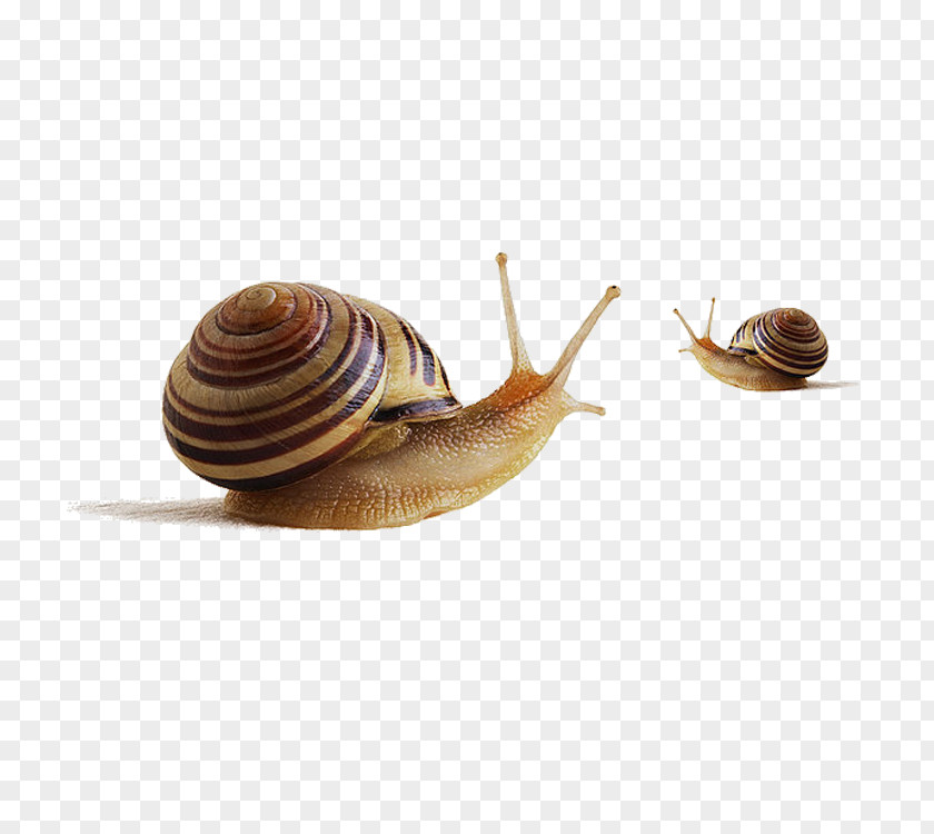 Two Snails Escargot Helix Aspersa Maxima Snail Slime PNG