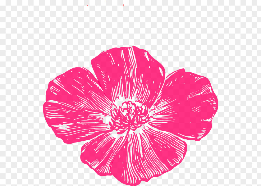 Corals Poppies Bakery & Café Remembrance Poppy California Clip Art PNG