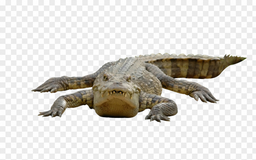 Crocodile Chinese Alligator Alligators PNG