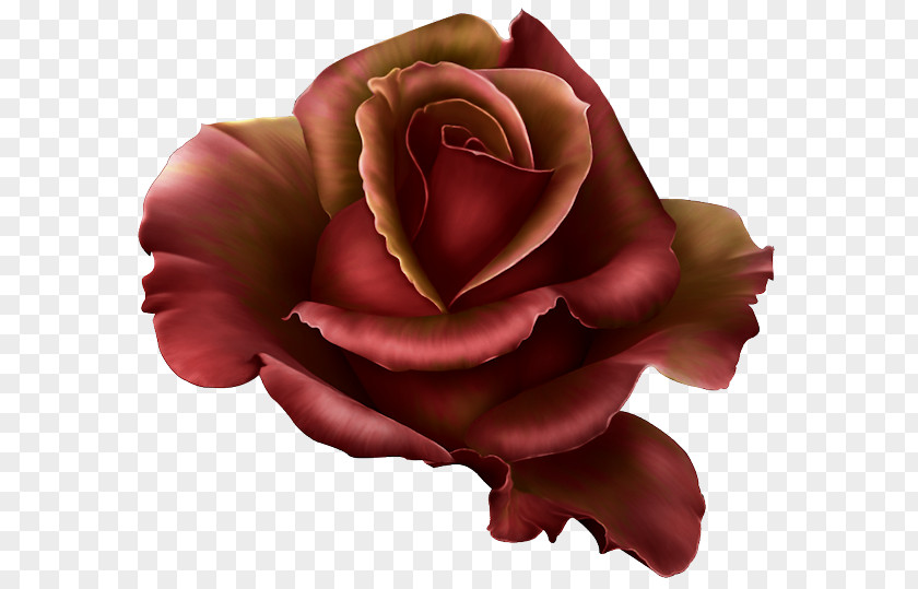Dark Red Roses Rose Cdr Clip Art PNG