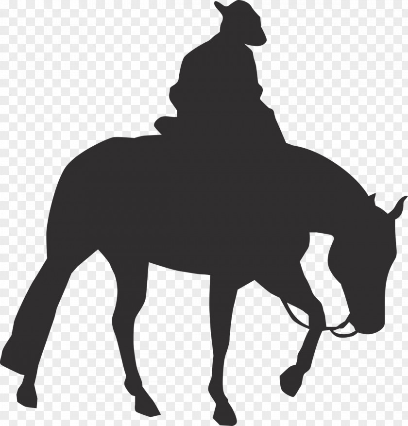 English Riding Photography Rocky Mountain Horse Pony Vector Graphics Equestrian Western PNG