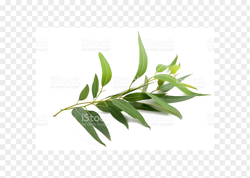 Eucalyptus English Lavender Radiata Globulus Smithii Oil PNG