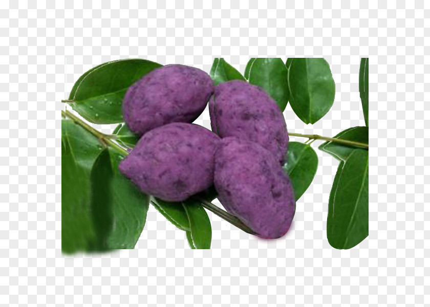 Full Purple Sweet Potato Mulberry Dioscorea Alata Red Cabbage PNG