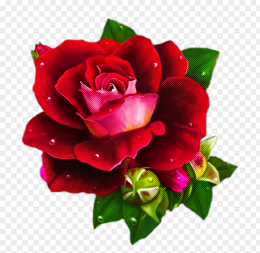 Garden Roses PNG