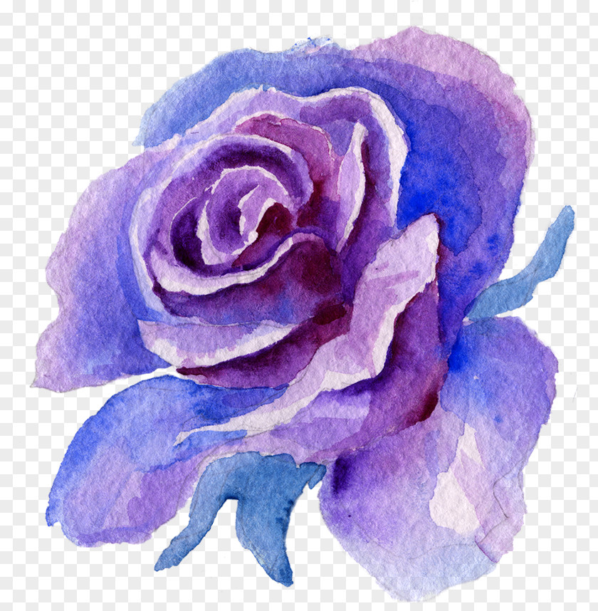 Hybrid Tea Rose Family Blue PNG