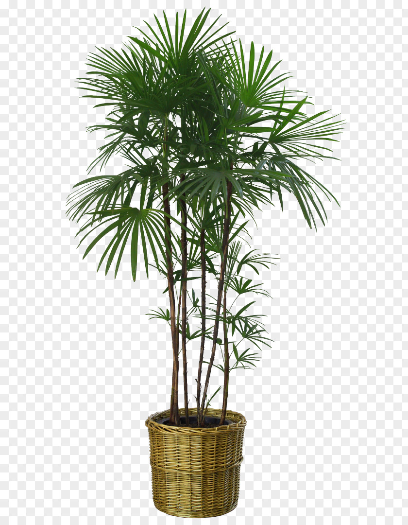 Plants Potted Houseplant Flowerpot Palm Trees PNG