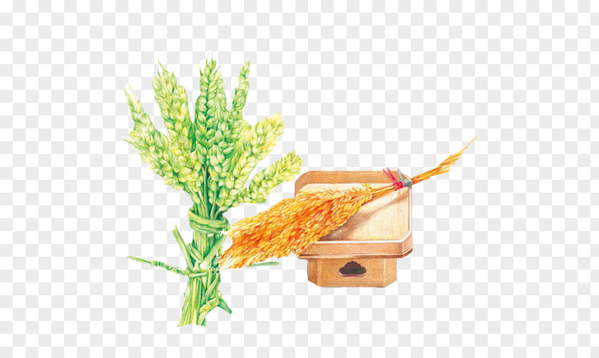 Wheat Color Paintings Material Picture Colored Pencil Painting Illustration PNG