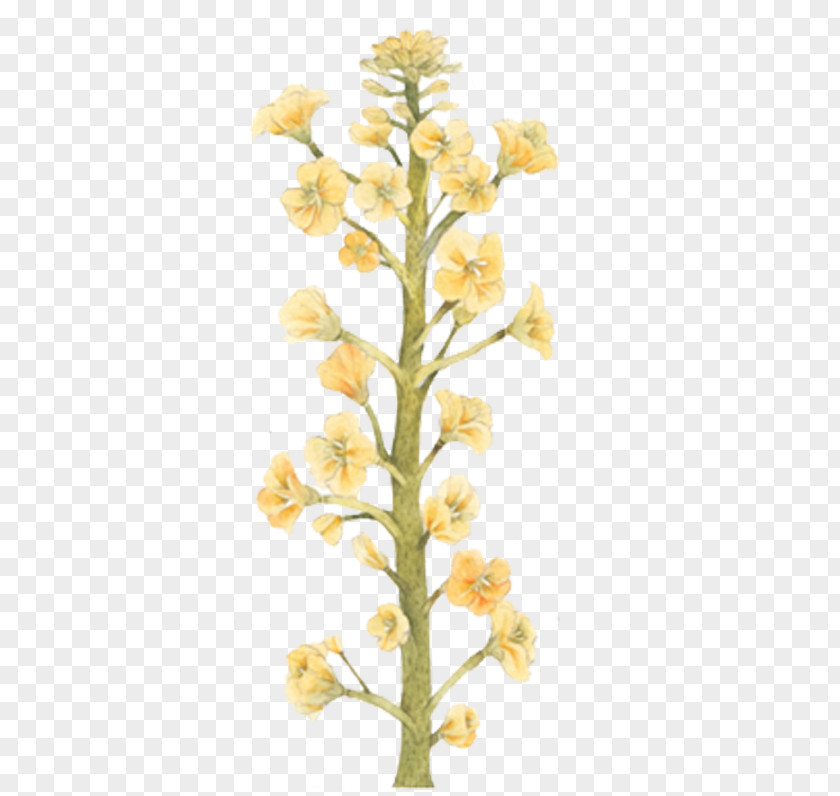 Bouquet Of Yellow Flowers Canola U6cb9u83dc Rapeseed PNG