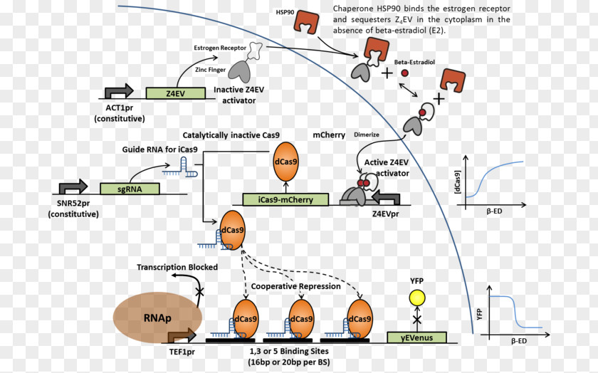 Design CRISPR Interference Cas9 Experiment Genome Editing PNG